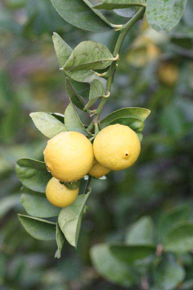              Fruit (Riverside, CA)       